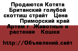 Продаются Котята Британский голубой скоттиш-страйт › Цена ­ 5 000 - Приморский край, Артем г. Животные и растения » Кошки   